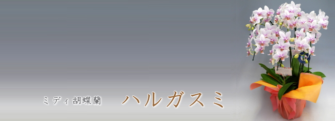 ハルガスミ