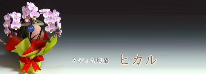 ヒカル