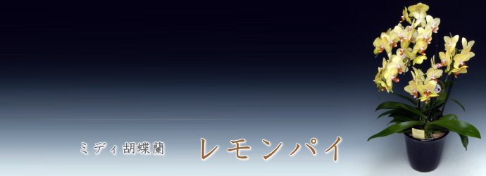 レモンパイ