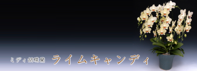 ライムキャンディ