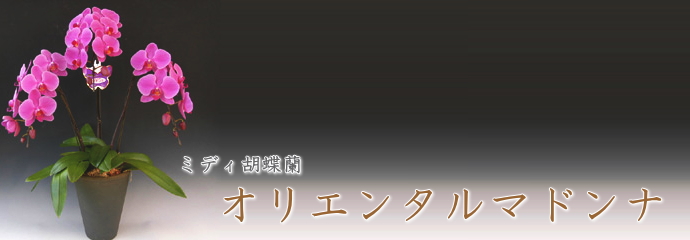 マドンナ