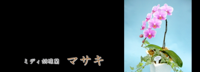 マサキ