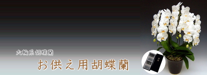 大輪形胡蝶蘭　お供え用胡蝶蘭
