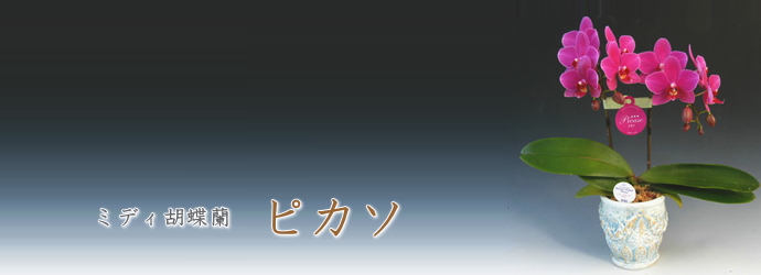 ピカソ