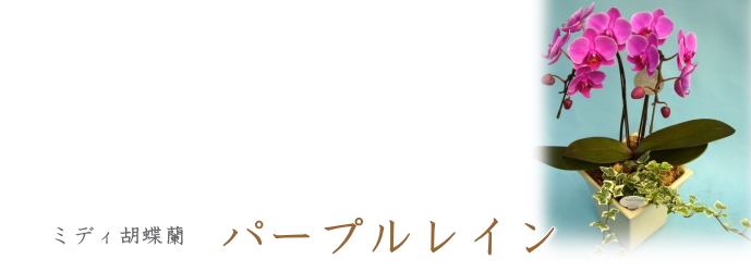 パープルレイン