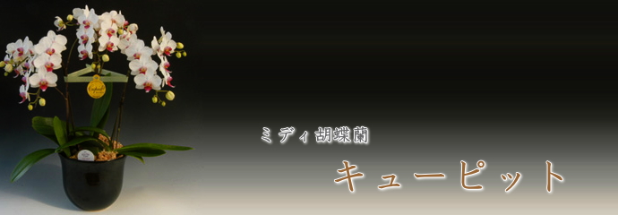 ミディ胡蝶蘭　キューピット