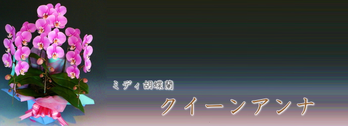 クイーンアンナ