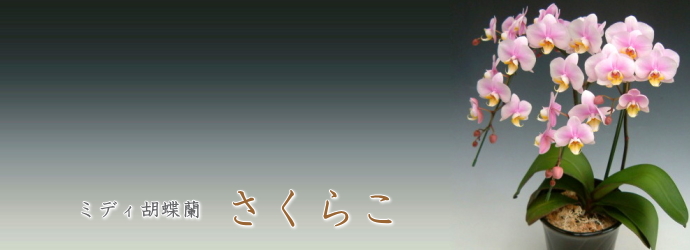 さくらこ