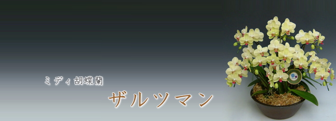 ザルツマン