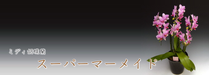 スーパーマーメイド