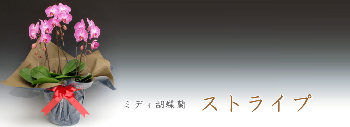 ストライプ