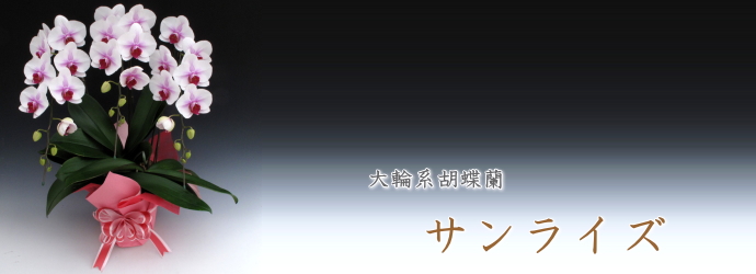 大輪形胡蝶蘭　サンライズ