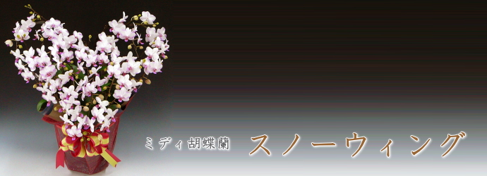 スノーウィング