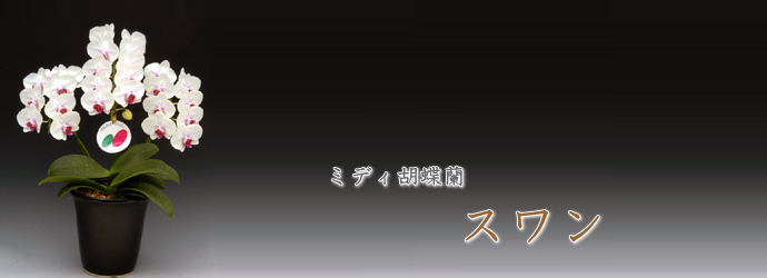 ミディ胡蝶蘭　スワン