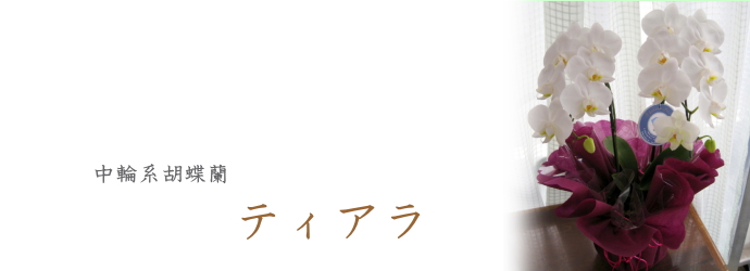 中輪形胡蝶蘭　ティアラ