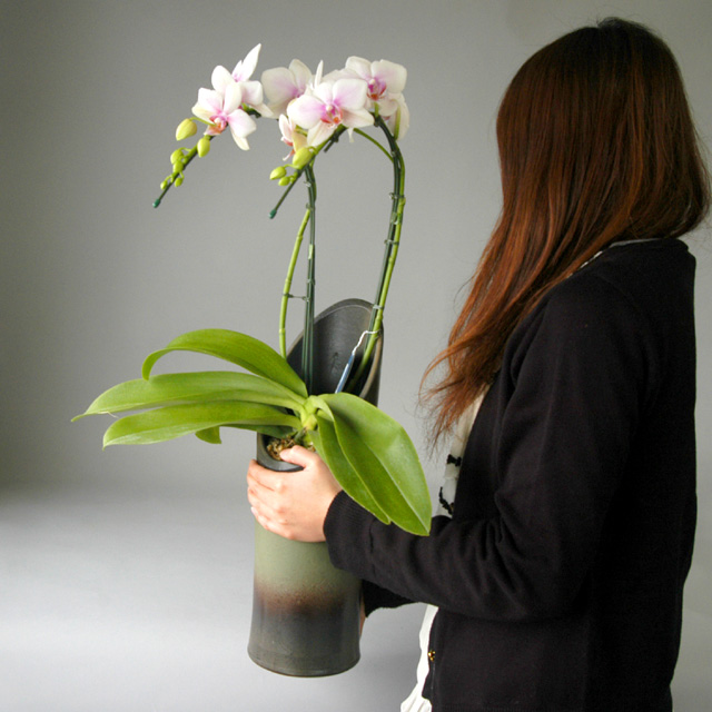 ミディ胡蝶蘭 2本立ち 和鉢 かぐや ハワイアンマーメイド 森田洋蘭園