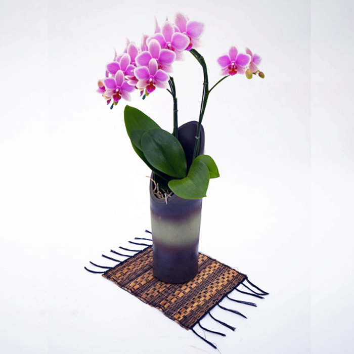 ミディ胡蝶蘭 2本立ち 和鉢 かぐや ハワイアンマーメイド 森田洋蘭園