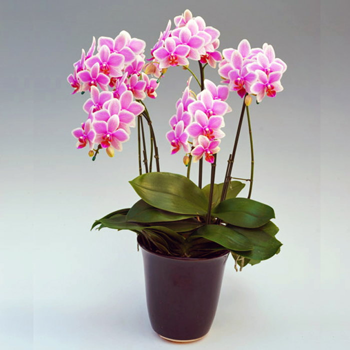 ミディ胡蝶蘭 5本立ち ハワイアンマーメイド ダブルラッピング仕立て 森田洋蘭園