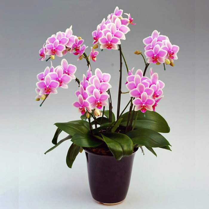 ミディ胡蝶蘭 6本立ち ハワイアンマーメイド ダブルラッピング仕立て 森田洋蘭園