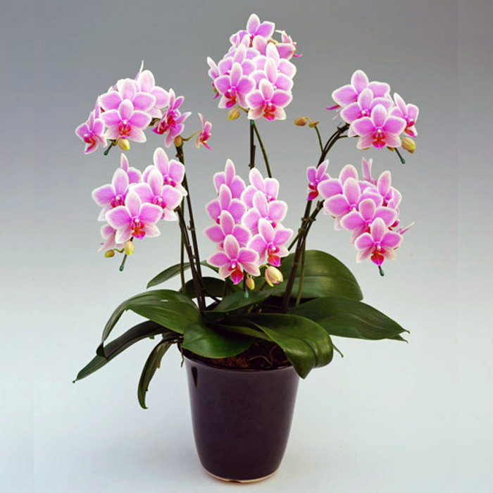 ミディ胡蝶蘭 6本立ち ハワイアンマーメイド ダブルラッピング仕立て 森田洋蘭園