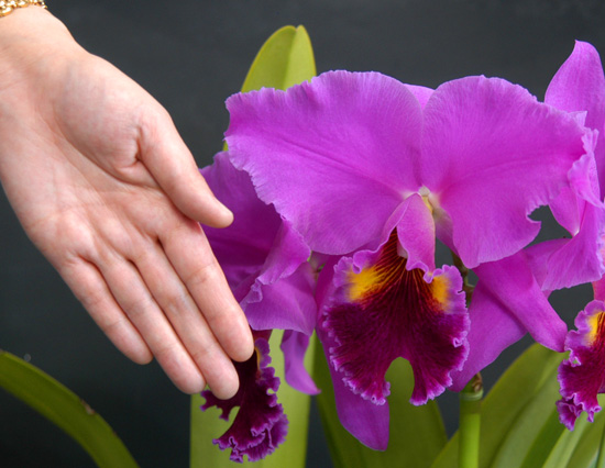 カトレア大輪形の花弁は、こんなに大きい!