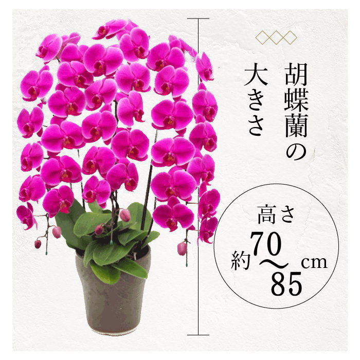 胡蝶蘭のサイズ