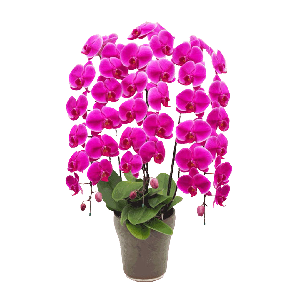 胡蝶蘭 3本立ち ホンリンローズ ピンク色 紫色 ダブルラッピング仕立て