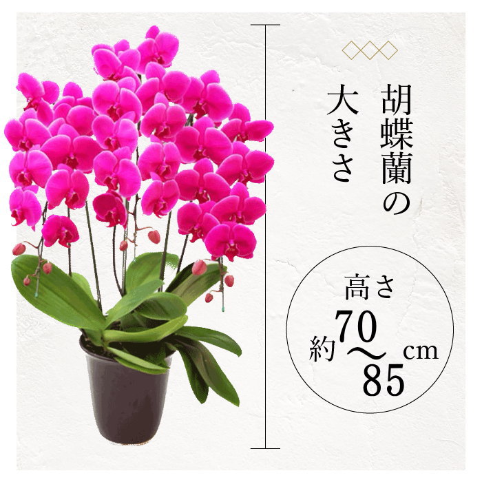 胡蝶蘭のサイズ