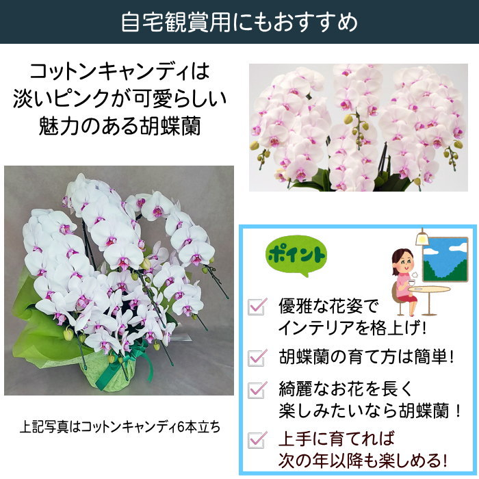胡蝶蘭 中大輪 コットンキャンディ 7本立ち ダブルラッピング仕立て