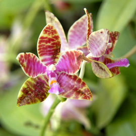 胡蝶蘭　原種　花弁