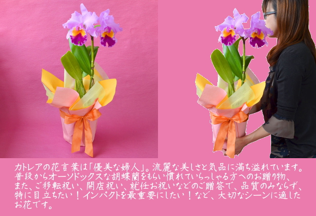 カトレア 大輪 3輪 2Lサイズ ライトピンク系 ラベンダー | 通販