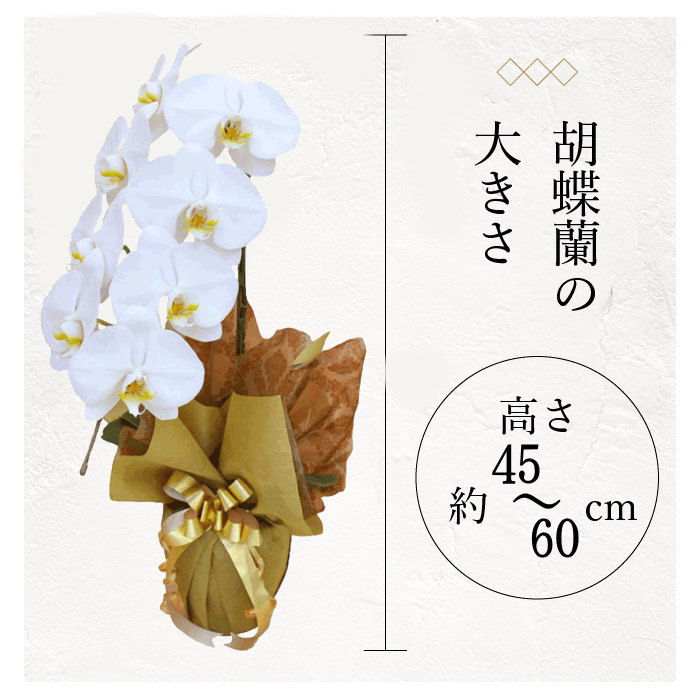 胡蝶蘭の大きさ