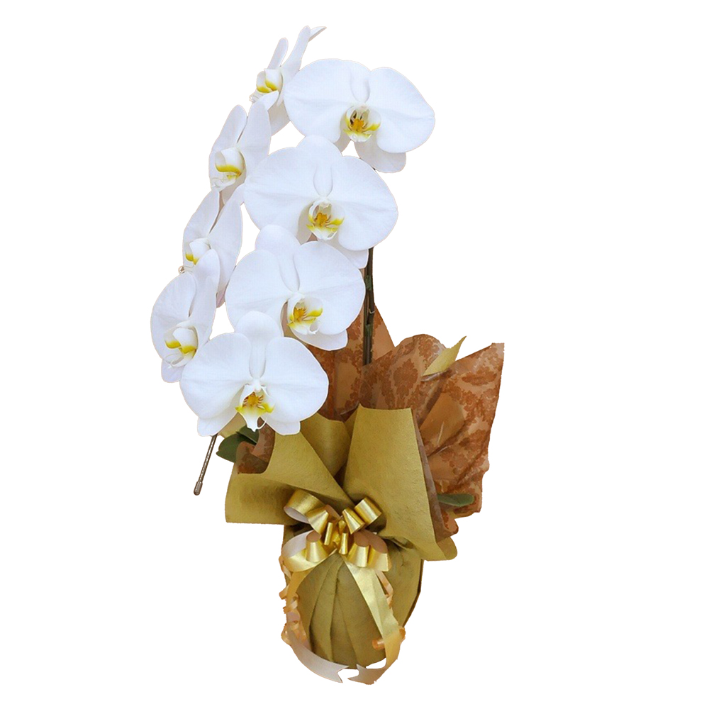 胡蝶蘭 1本立ち 白色