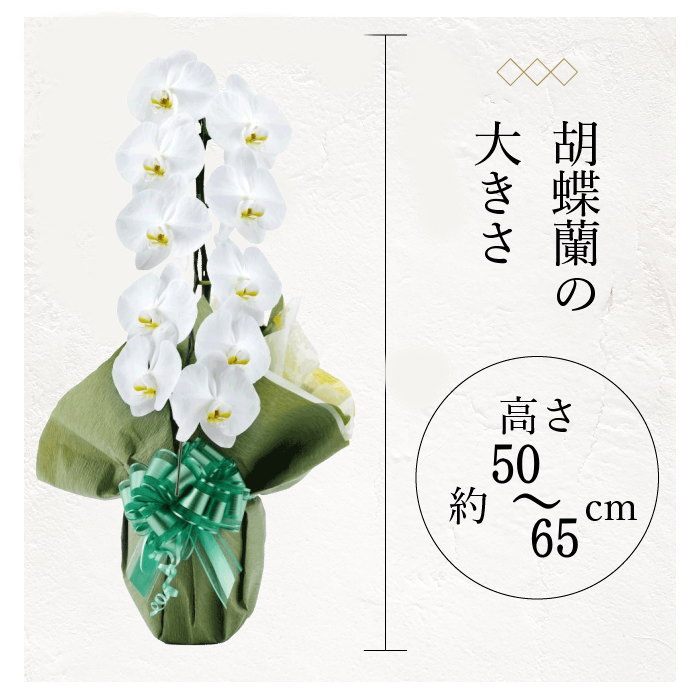 胡蝶蘭の大きさ