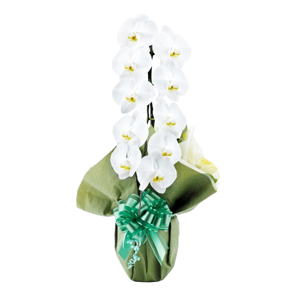 胡蝶蘭 1本立ち 白色