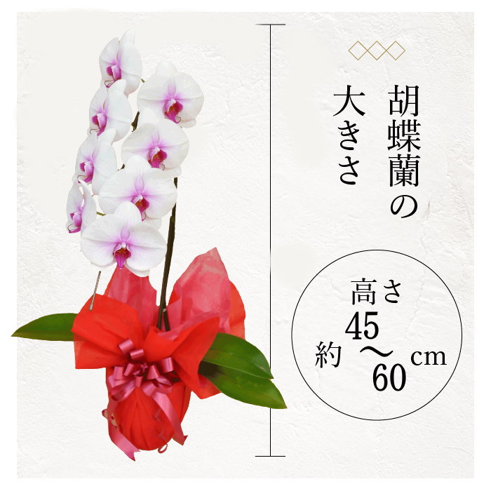 胡蝶蘭の大きさ