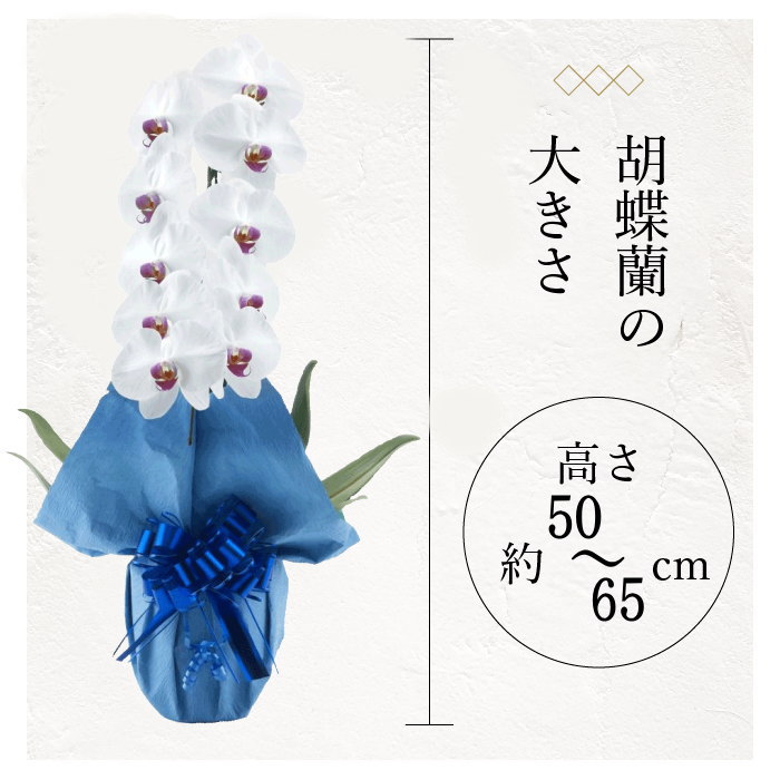 胡蝶蘭の大きさ