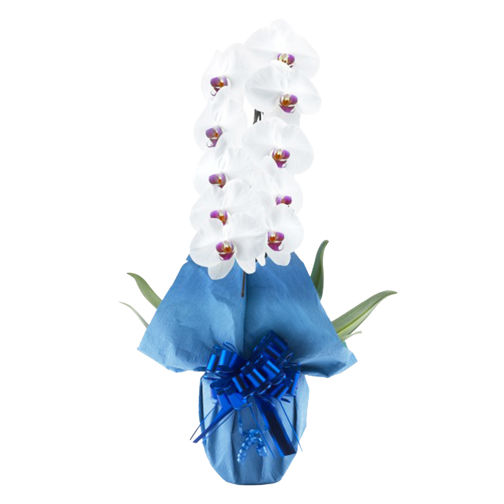 胡蝶蘭 1本立ち 赤リップ 10輪程度