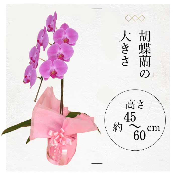 胡蝶蘭の大きさ