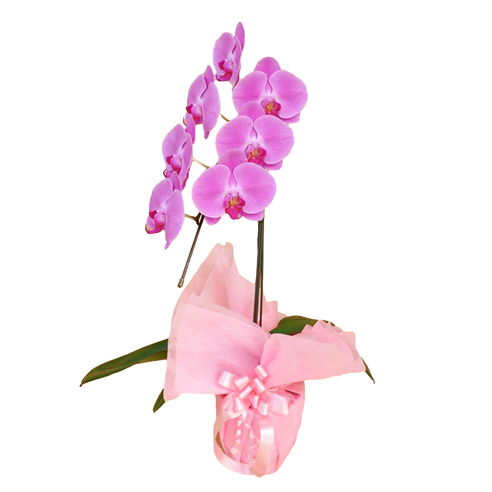 胡蝶蘭 1本立ち ピンク 7輪程度