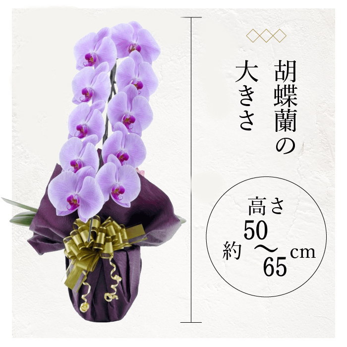 胡蝶蘭の大きさ