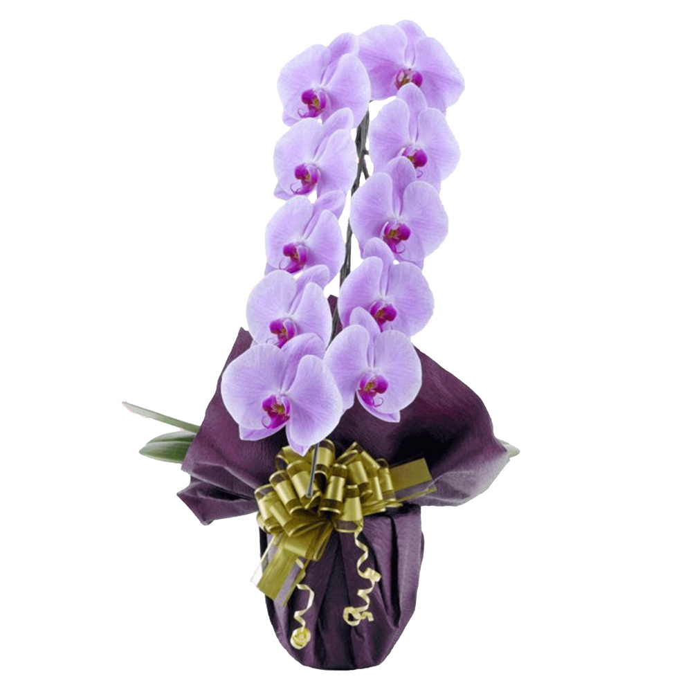 胡蝶蘭 1本立ち ピンク 9輪程度