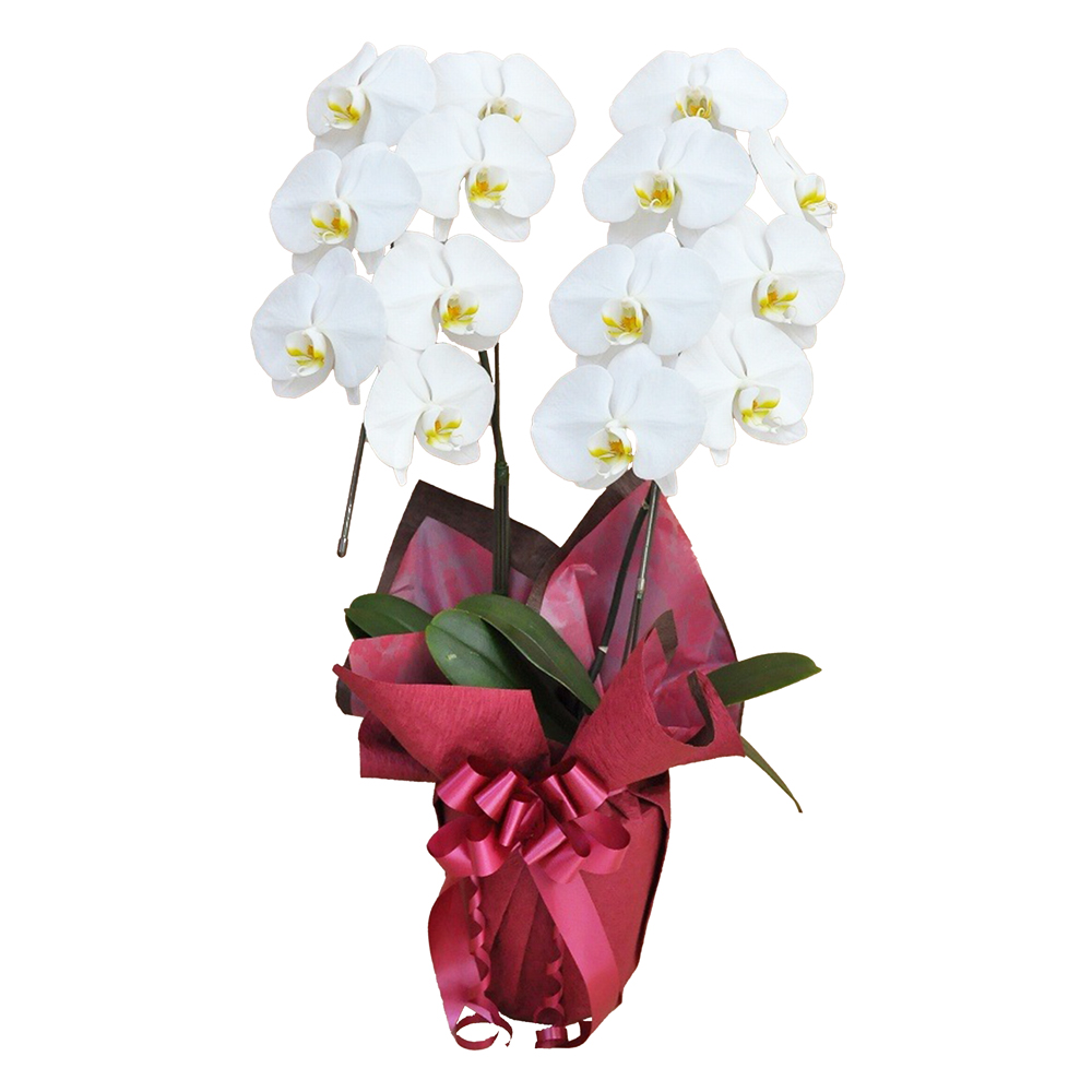 胡蝶蘭 1本立ち ピンク 7輪程度