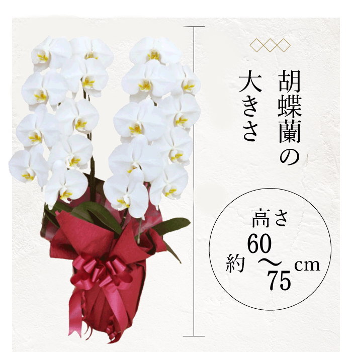 胡蝶蘭の大きさ