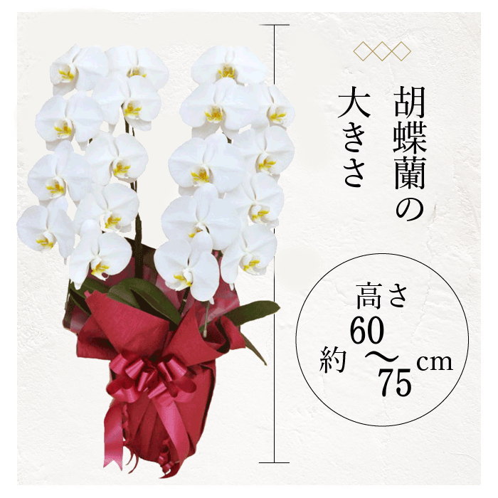 胡蝶蘭の大きさ