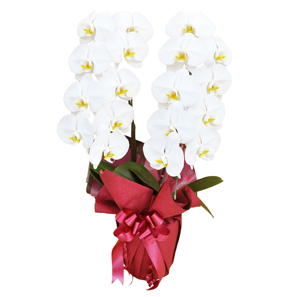 胡蝶蘭 1本立ち ピンク 16輪程度