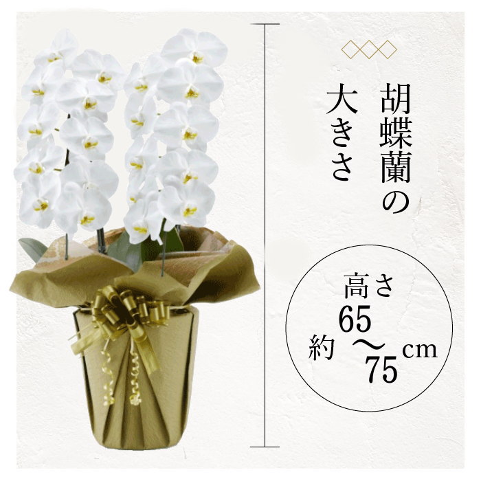 胡蝶蘭の大きさ