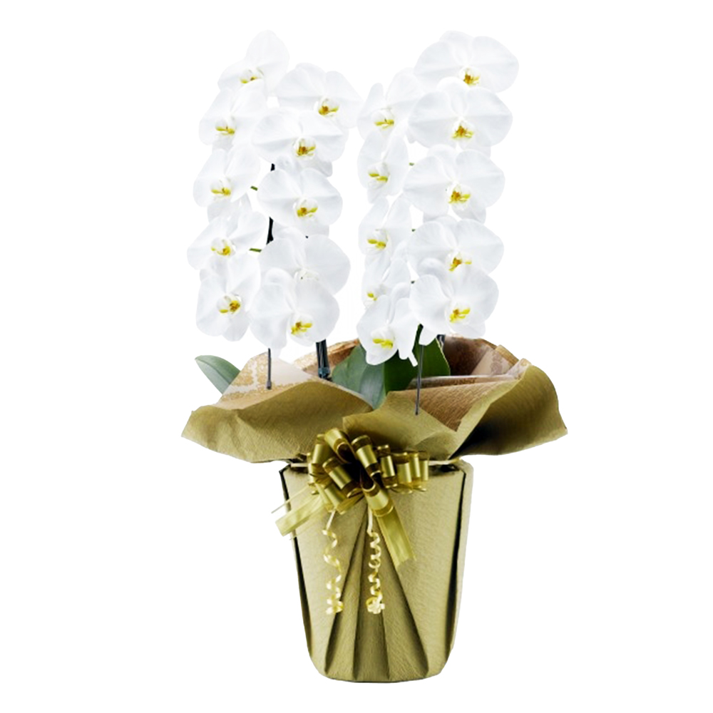 胡蝶蘭 1本立ち ピンク 16輪程度