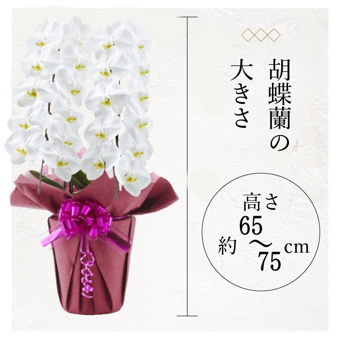 胡蝶蘭の大きさ