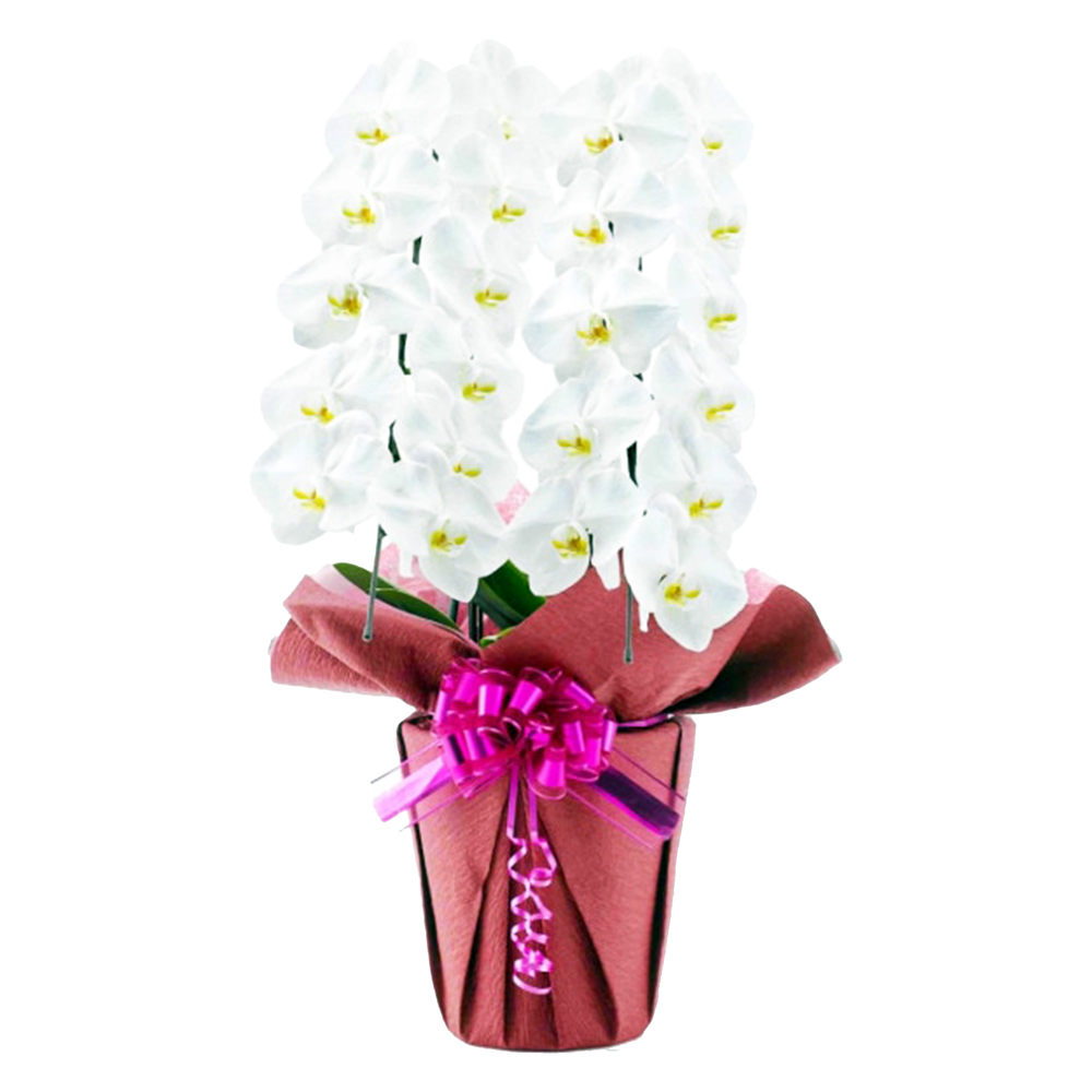 胡蝶蘭 1本立ち ピンク 16輪程度